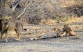 Male and Female Adult Asiatic Lions with Two Cubs - Lion Family - Panthera Leo Leo - Roaring Lion in Forest, Gir, India, Asia Royalty Free Stock Photo