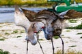 Two Courting Sandhill Cranes Florida