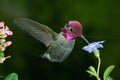 Male hummingbird visits blue flower