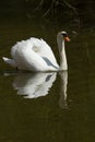 Photograph of a male Mute Swan Royalty Free Stock Photo