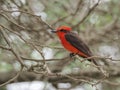 A male Pyrocephalus bird in nature