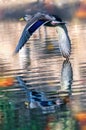 Photograph of a mallard duck flying and it's wingtip just touching the water