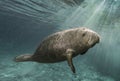 Manatee swimming through sunrays