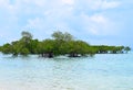 Mangrove Trees in Crystal Clear Transparent Blue Sea Water with Cloudy Sky - Neil Island, Andaman Nicobar Islands, India