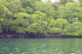 Mangrove Trees with Aerial Roots in Forest and Water Creek - Green Landscape - Baratang Island, Andaman Nicobar, India