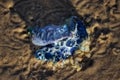 The beauty of marine species found on the beachfront sand in Rio Grande do Sul, Brazil.