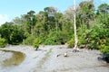 Marsh Land, Mangrove and Tropical Forest - Elephant Beach, Havelock Island, Andaman Nicobar Islands, India