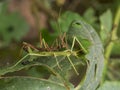 Two stick insects also known as Phasmatoptera Royalty Free Stock Photo