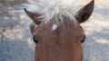 A close up photo of a minature pony.