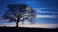 photograph moon tree Royalty Free Stock Photo