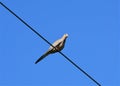 A morning dove sitting on a wire.