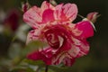 Mottled rose, on a cloudy autumn day, in Retiro park, Madrid Royalty Free Stock Photo