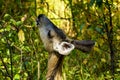 Mule Deer Yellowstone National Park Royalty Free Stock Photo