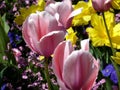 Pink tulips in colorful spring flower meadow with yellow daffodils in the background Royalty Free Stock Photo