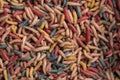 A photograph of multicolored maggots Royalty Free Stock Photo