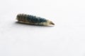 A photograph of multicolored maggots Royalty Free Stock Photo