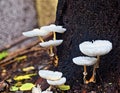 Multiple Milky White Depressed Mushrooms - Toadstools - on Tree Bark - Agaricales - Fungus in Monsoon