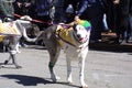 Pet Parade Soulard Mardi Gras 2019