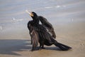 Photograph of a Neotropic cormorant. The bird was found on the beach of AtlÃÂ¢ntida, in Rio Grande do Sul, Brazil.