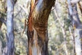 Photograph of old brown bark on a tree trunk affected by bushfire