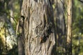 Photograph Of Old Brown Bark On A Tree Trunk Affected By Bushfire