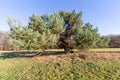 Photograph of an old gnarled pine tree on a sunny day