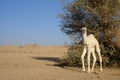 Dromedary or Arabian camel calf Royalty Free Stock Photo