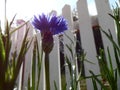 Photograph of Opened Blue Bachelor Button Flower