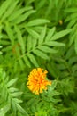 One Orange Marigold Flower among Green Leaves - Natural Botany Background - Tagetes Erecta