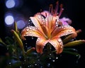 photograph orange lily with water droplets on the petals by joseph kim on 500px