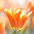 Photograph of orange tulip, AI