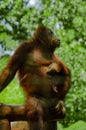 A orangutan relaxing on it`s tree
