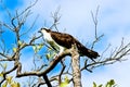 Osprey on Captiva Island Florida