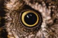 Photograph of an ow `s eye in high resolution. Eye of an animal in high quality, pupils in detail