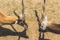 Pair of antelopes about to fight