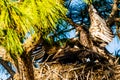 Pair of Immature Bald Eagles in Nest Royalty Free Stock Photo