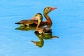 Pair of Whistling Ducks at Myakka