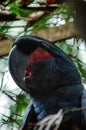 A palm cockatoo head in close up