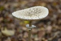 Photograph of a parasol mushroom in the forest of fontainebleau