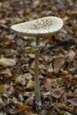 Photograph of a parasol mushroom in the forest of fontainebleau Royalty Free Stock Photo