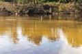 Photograph of a Pelican in the Nepean River in Yarramundi Reserve in regional Australia