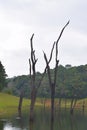 Periyar Lake with Tree Trunks in Water with Hills in Background, Thekkady, Kerala, India