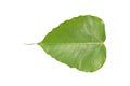 Bodhi leaves on a white background Royalty Free Stock Photo