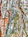 Pine tree bark with lichen, texture Royalty Free Stock Photo