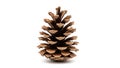 A pine cone on a white background (ai generated) Royalty Free Stock Photo