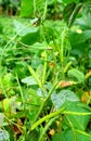 Guar - Cluster Bean - Cyamopsis Tetragonoloba - Plant and Legume Royalty Free Stock Photo