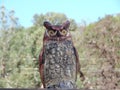 Photograph of Plastic Fake Owl Decoy