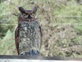 Photograph of Plastic Fake Owl Decoy Off Set