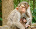 Bonnet Macaque - Indian Monkey - Family with a Young Kid Royalty Free Stock Photo