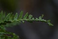 Polypodium glycyrrhiza licorice fern close up